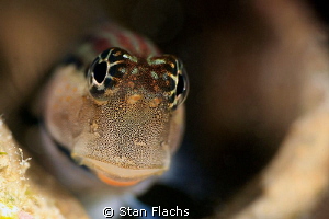 Blenny by Stan Flachs 